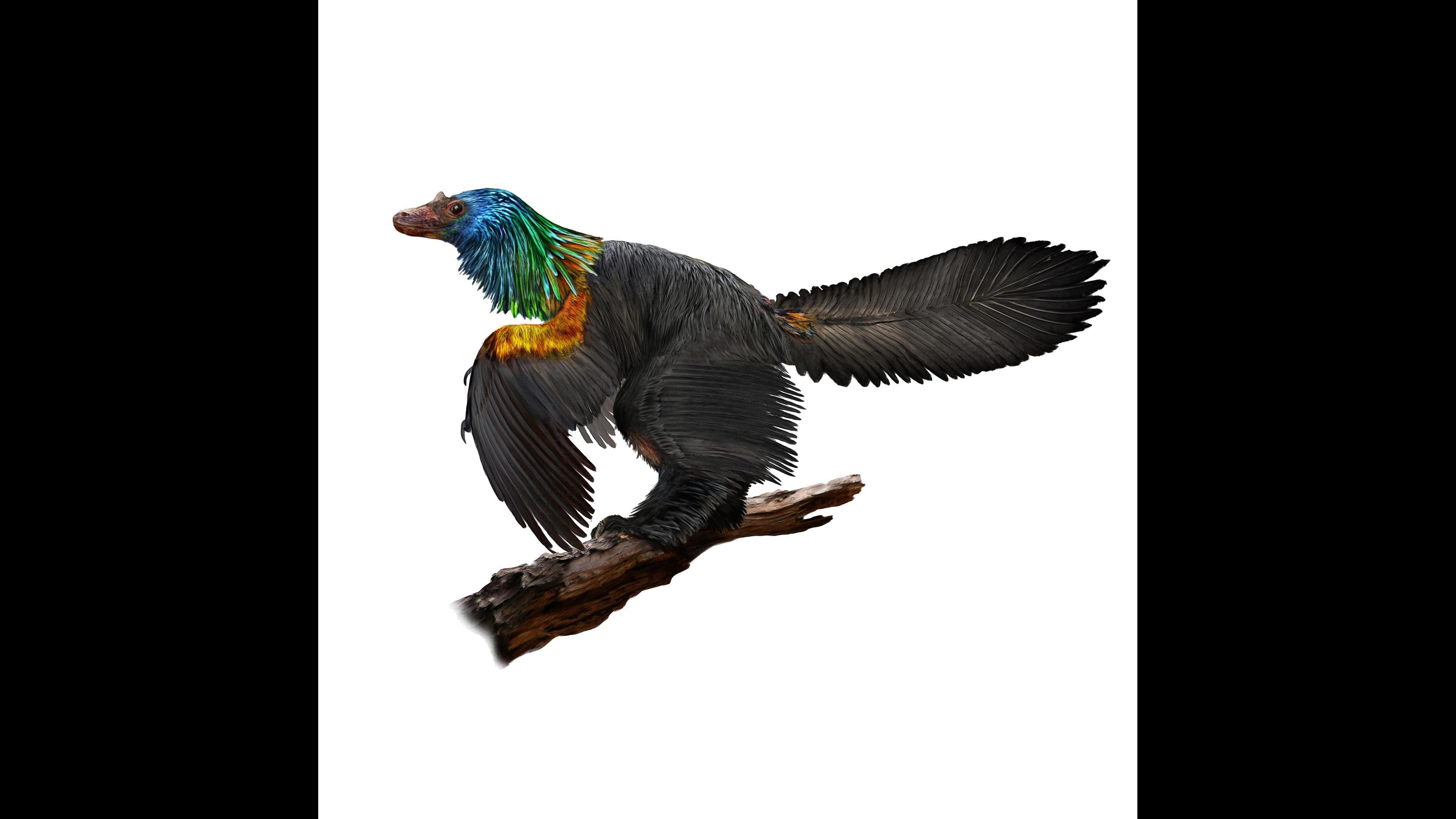 caihong dinosaur